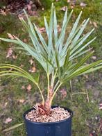 Trachycarpus princeps x wagnerianus., In pot, Halfschaduw, Ophalen of Verzenden, Lente