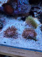 Koralen voor zeeaquarium, Dieren en Toebehoren, Vissen | Aquariumvissen