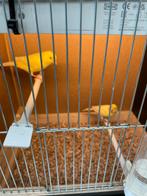 Te koop mooi koppel kanaries popje 2024 man 2025 met ring, Animaux & Accessoires, Oiseaux | Canaris, Plusieurs animaux, Canari de couleur
