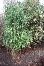 Bamboeplanten en -stelen, Tuin en Terras, Planten | Struiken en Hagen, Ophalen, Bamboe, Struik