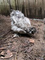 Zijdehoen kuiken (vermoedelijk haan), Dieren en Toebehoren, Geslacht onbekend, Kip