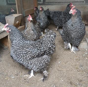 Mechelse koekoek 2 jaar, Dieren en Toebehoren, Kip
