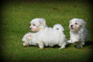 Maltezer pups beschikbaar voor biedingen