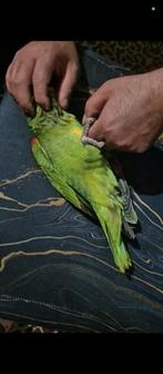 Te koop dubbel geelkop oratrix man, Animaux & Accessoires, Oiseaux | Perruches & Perroquets, Perroquet, Domestique