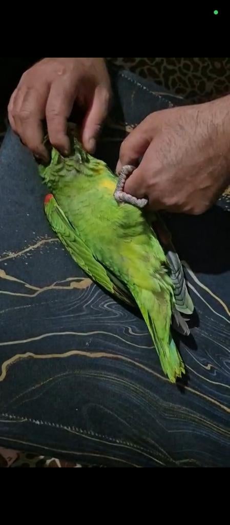 Te koop dubbel geelkop oratrix man, Animaux & Accessoires, Oiseaux | Perruches & Perroquets, Perroquet, Domestique