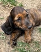 2 prachtige langharige dwergteckel teefjes, Dieren en Toebehoren, Honden | Teckels en Dashonden, België, CDV (hondenziekte), 8 tot 15 weken