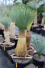 Yucca Linearifolia, Tuin en Terras, Planten | Tuinplanten, Zomer, Vaste plant, Ophalen of Verzenden, Overige soorten