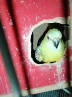 Papagaai geslacht man met kooi en eten, Animaux & Accessoires, Oiseaux | Perruches & Perroquets