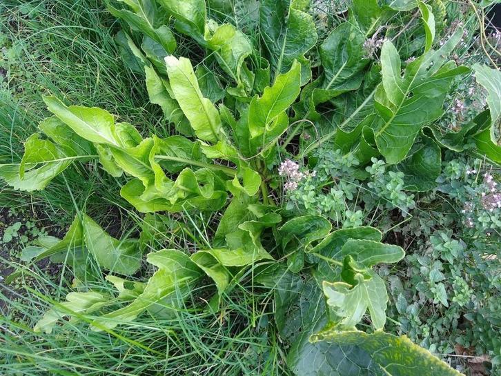 mierikswortel, Tuin en Terras, Planten | Tuinplanten, Vaste plant, Kruiden, Halfschaduw, Zomer, Ophalen of Verzenden