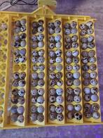 oeufs de cailles pour incubation, Enlèvement, Neuf