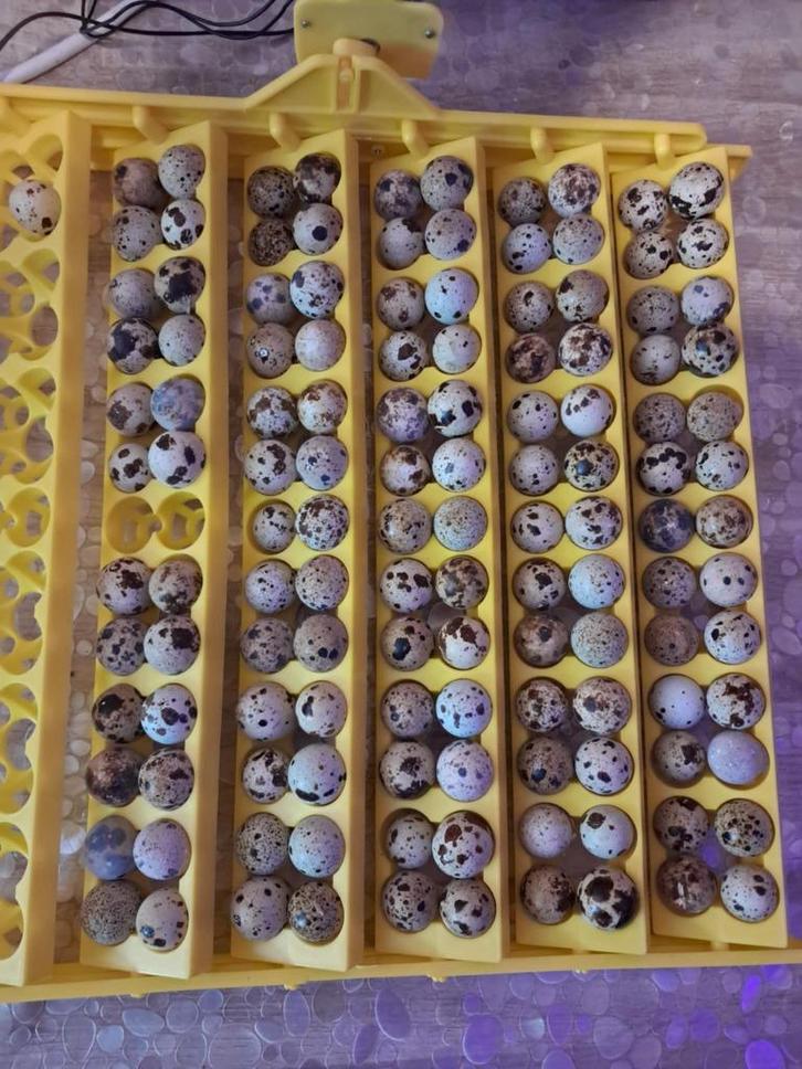 oeufs de cailles pour incubation, Dieren en Toebehoren, Overige Dieren-accessoires, Nieuw, Ophalen