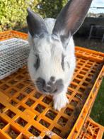 Vlinder rammelaar, Mannelijk, Groot, 0 tot 2 jaar