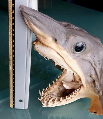 Un vrai requin en peluche de taxidermie à tête de requin. De