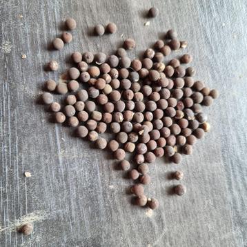 Reukerwt zaad Lathyrus beschikbaar voor biedingen