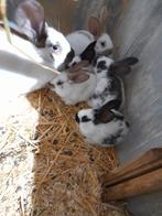 Jonge vleeskonijnen (vlinders) te koop, Dieren en Toebehoren, Konijnen, Meerdere dieren, Groot, 0 tot 2 jaar