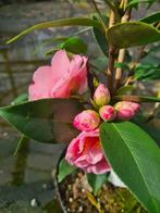 Camelia Spring Festival ca. 150 cm hoog, Ophalen of Verzenden, Overige soorten, Struik, 100 tot 250 cm
