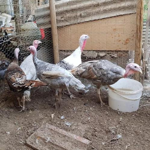 Œufs dinde Ronquieres, Dieren en Toebehoren, Pluimvee, Kalkoen