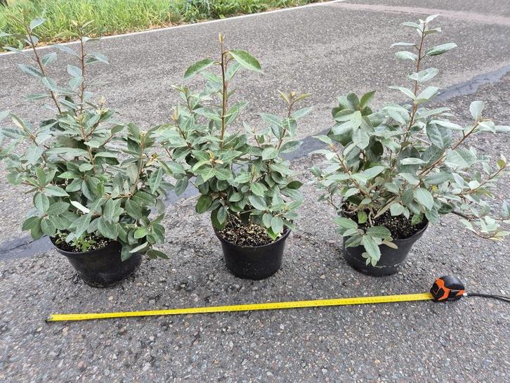 Olijfwilg haagplanten potgekweekt 40-60 cm, Tuin en Terras, Planten | Struiken en Hagen, Haag, Overige soorten, Minder dan 100 cm