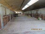 paardenboxen (luxe - groot) te huur 4 stuks Beveren, Weidegang, 4 paarden of pony's of meer