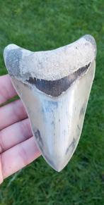 Megalodon haaientand fossiel uit Indonesie, Verzamelen, Mineralen en Fossielen, Ophalen of Verzenden, Fossiel