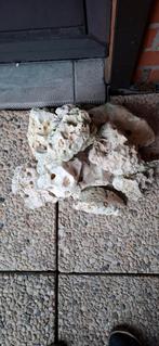 12 kg aquarium stenen  10 stuks, Dieren en Toebehoren, Vissen | Aquaria en Toebehoren, Ophalen, Gevuld zoetwateraquarium
