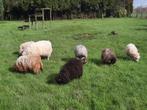 Kudde ouessanten, Mouton, Plusieurs animaux, 0 à 2 ans