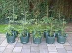 Hoogste boom ter wereld: Sequoia sempervirens Coast Redwood, Tuin en Terras, Bloeit niet, Halfschaduw, Overige soorten, 100 tot 250 cm