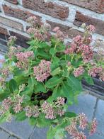 Roze hemelsleutel, Tuin en Terras, Planten | Tuinplanten, Ophalen of Verzenden, Vaste plant