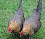 Poulets d'ornement, cochins, Serama, hollandais, Shabo,..., Poule ou poulet