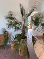 Grote waaierpalm, Ophalen, 100 tot 150 cm, Palm, Halfschaduw