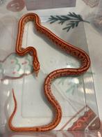 Korenslangen, Dieren en Toebehoren, Slang