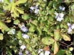 Veronica Petracea 'Madame Mercier', Ophalen, Bodembedekkers, Vaste plant, Halfschaduw