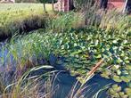 Waterlelie, biezen, lisdodde, Ophalen, Vaste plant, Vijverplanten, Volle zon