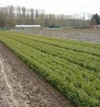 Groene en rode beuk fagus Sylvatica, Tuin en Terras, Ophalen, Haagbeuk