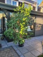 Grande plante verte d'intérieur+ pot+ soucoupe terre cuite, Maison & Meubles, Plantes d'intérieur, Ficus, En pot, Plante verte