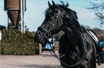 ⭐️ Mooie vriendelijke Arabofries, ruin, 1.70 mtr ⭐️, 15 jr, Dieren en Toebehoren, Gechipt, Ruin, 170 tot 175 cm, L