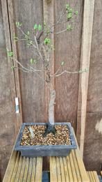 Pruim Bonsai boompje, Tuin en Terras, Planten | Bomen, Halfschaduw, Overige soorten, Lente, Minder dan 100 cm