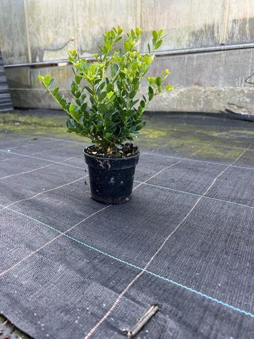Bodembedekkers - Haagplanten, Tuin en Terras, Planten | Struiken en Hagen, Overige soorten, Minder dan 100 cm, Ophalen