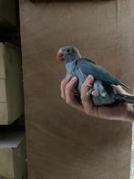 Jonge halsbandparkieten / halsband parkiet, Meerdere dieren, Parkiet, Geringd