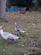 Zwartvleugel pauw Haan, Dieren en Toebehoren, Pluimvee