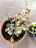 Selaginella uncinata tropische terrariumplant, Dieren en Toebehoren, Ophalen of Verzenden