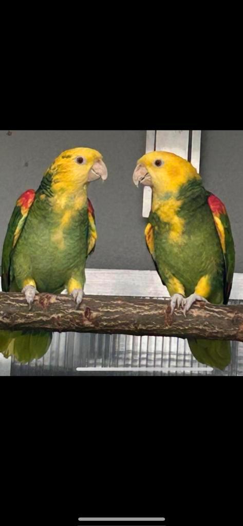 Papagaaien en grote Alexanders, Animaux & Accessoires, Oiseaux | Perruches & Perroquets, Perroquet, Plusieurs animaux, Bagué