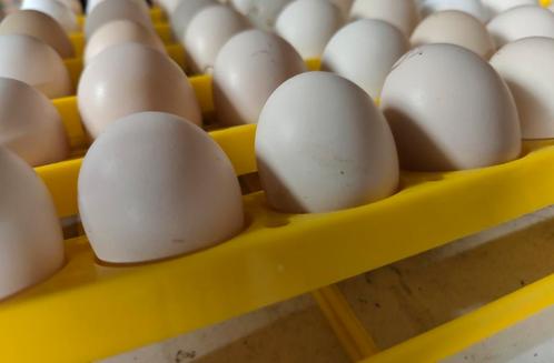 Broedeieren Mechelse koekoek, Dieren en Toebehoren, Pluimvee, Kip