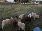 Lammeren te koop, Dieren en Toebehoren
