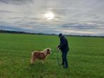 Super klein merrie'tje, Dieren en Toebehoren, Merrie, A pony (tot 1.17m), Gechipt, 0 tot 2 jaar