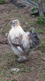 Prachtige zilvergrijze zijdehoenhaan, Dieren en Toebehoren