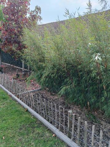 Fargesia Asian Wonder beschikbaar voor biedingen