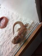 Baardagaam koppel, Dieren en Toebehoren, Hagedis, Tam, 3 tot 6 jaar