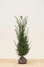 Taxus Baccata 100/120cm met kluit, Ophalen, Vaste plant