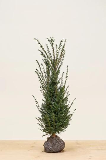 Taxus Baccata 100/120cm met kluit beschikbaar voor biedingen
